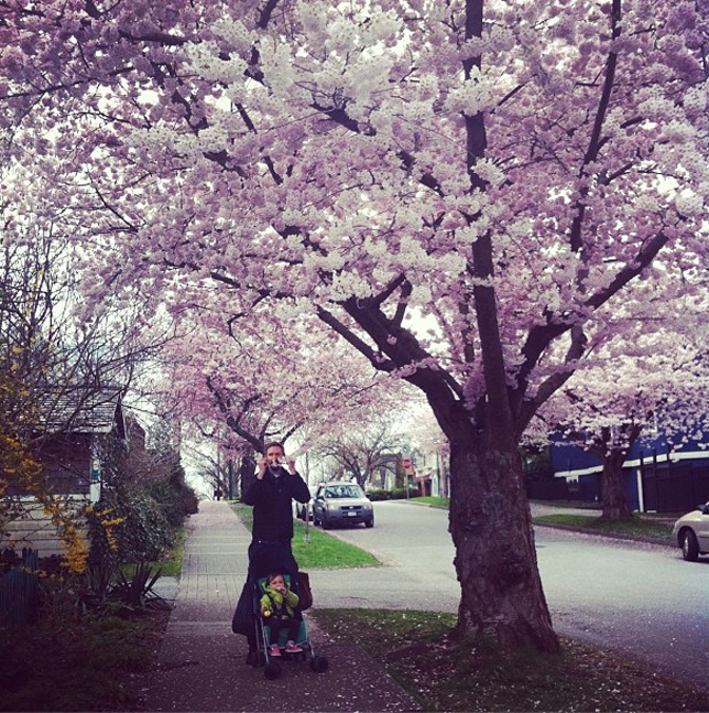 pink cherry blossom tree in vancouver