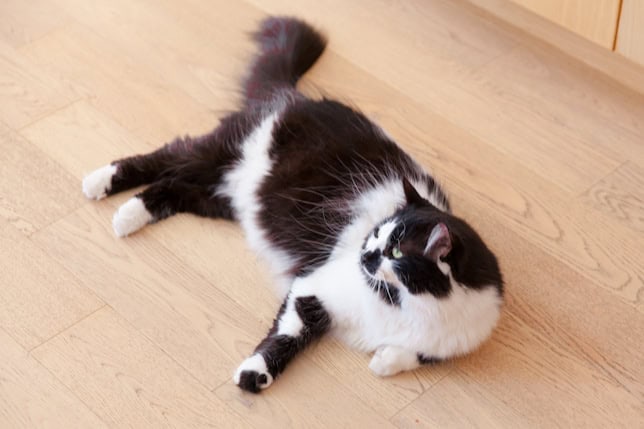 black and white fluffy cow cat