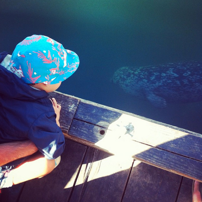 little boy looking at seal underwater